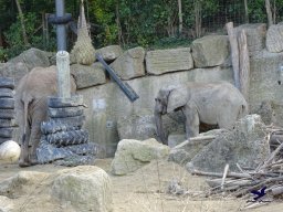 Tiergarten Schönbrunn am 20.10.2025